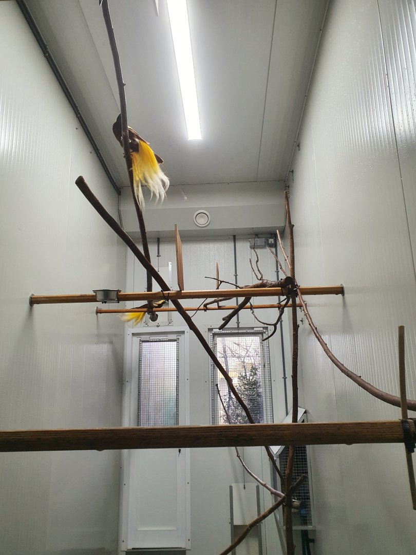 Lesser bird-of-paradise