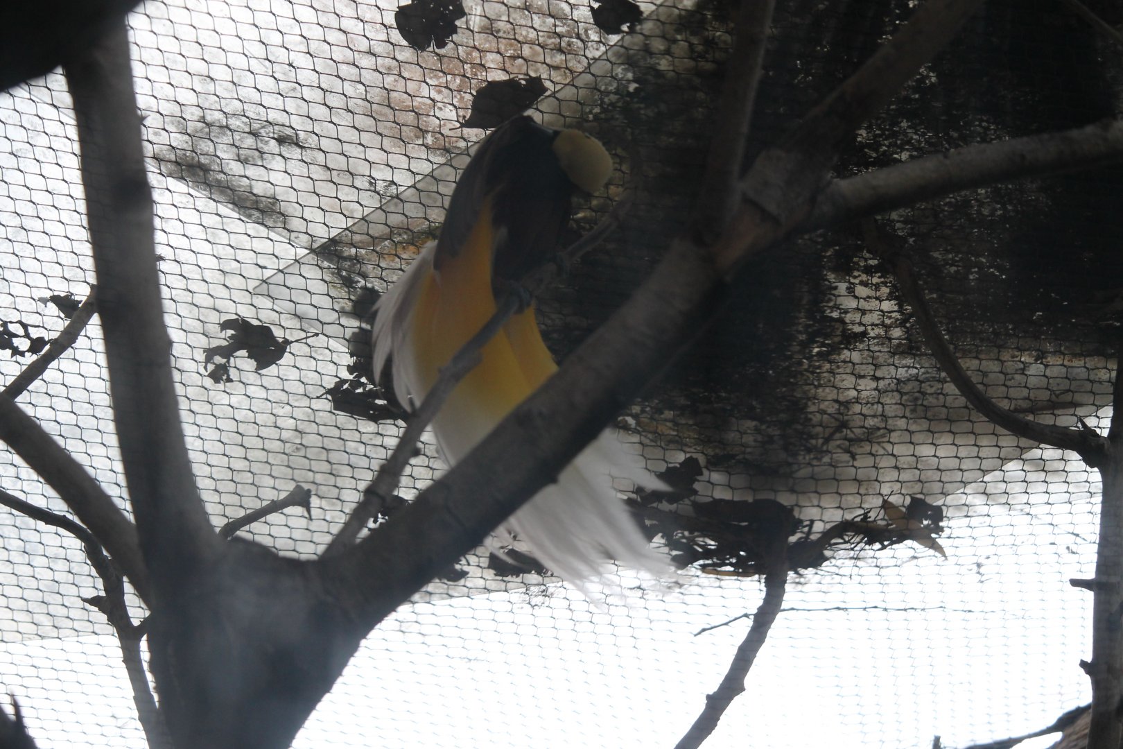 Lesser Bird of Paradise?