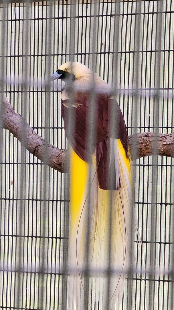 Lesser Bird of Paradise