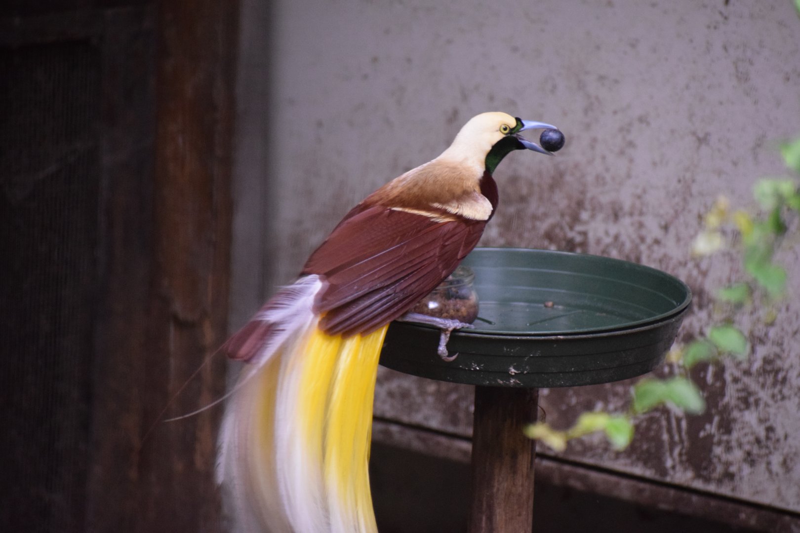 Lesser bird-of-paradise