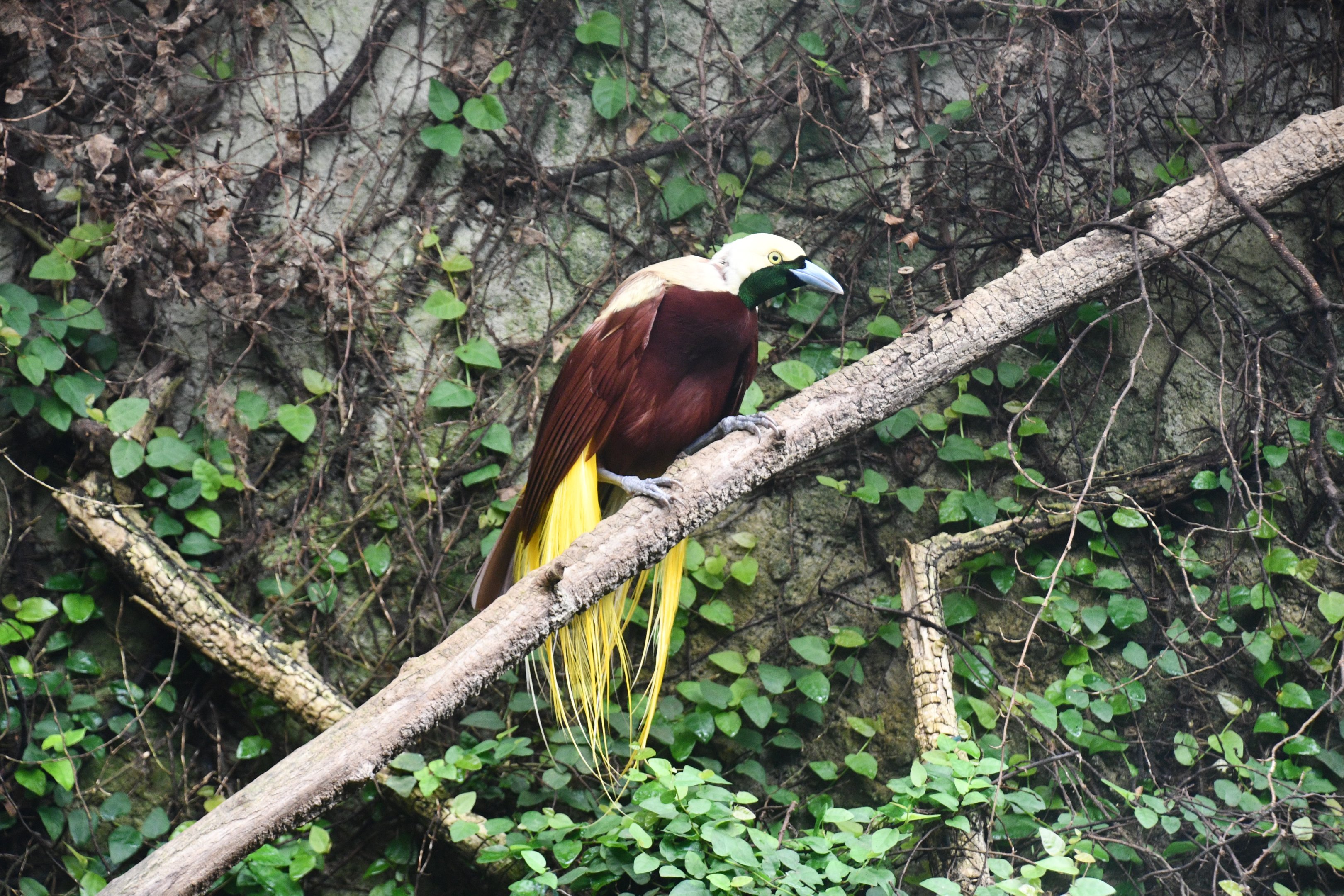 Lesser Bird of Paradise