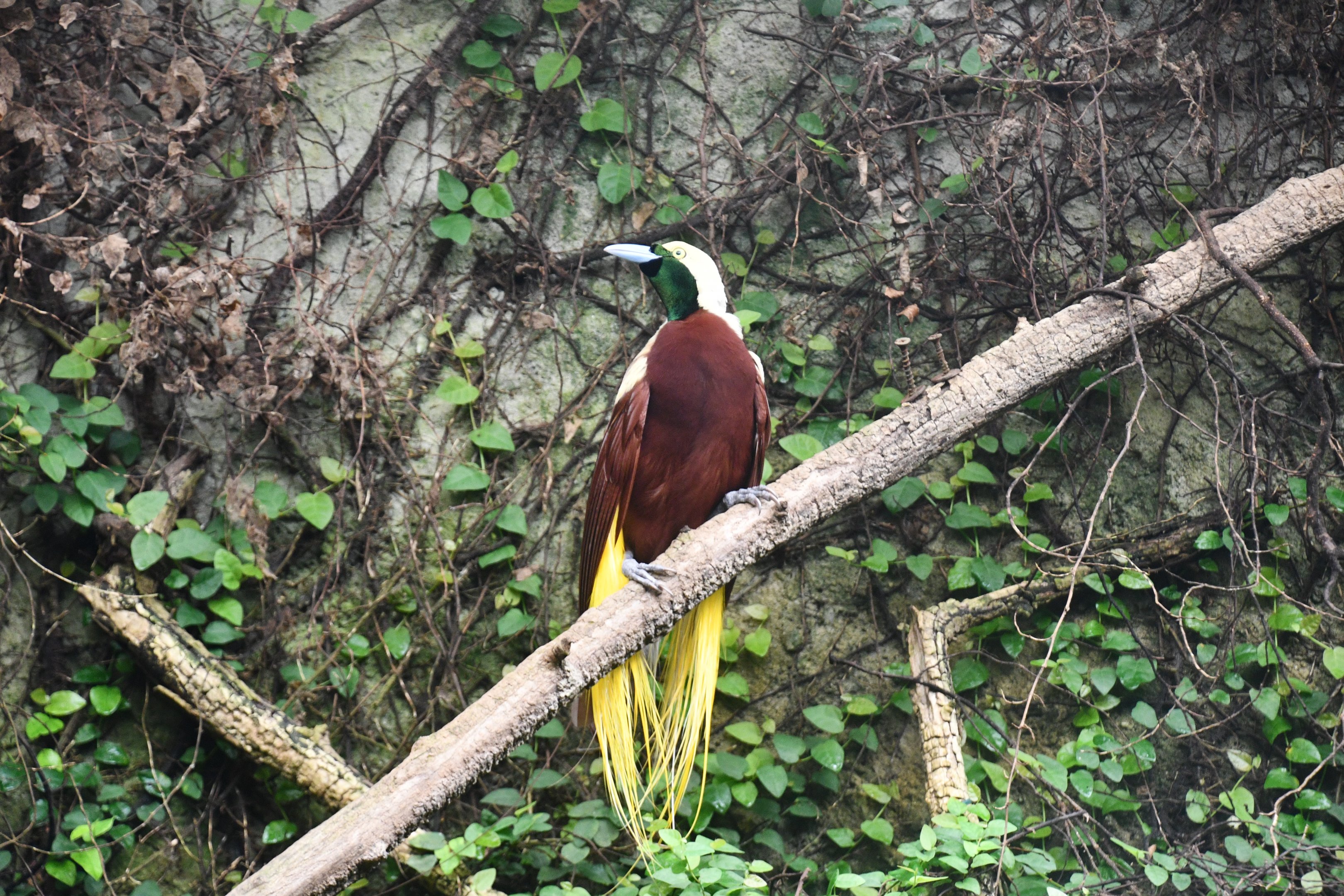 Lesser Bird of Paradise