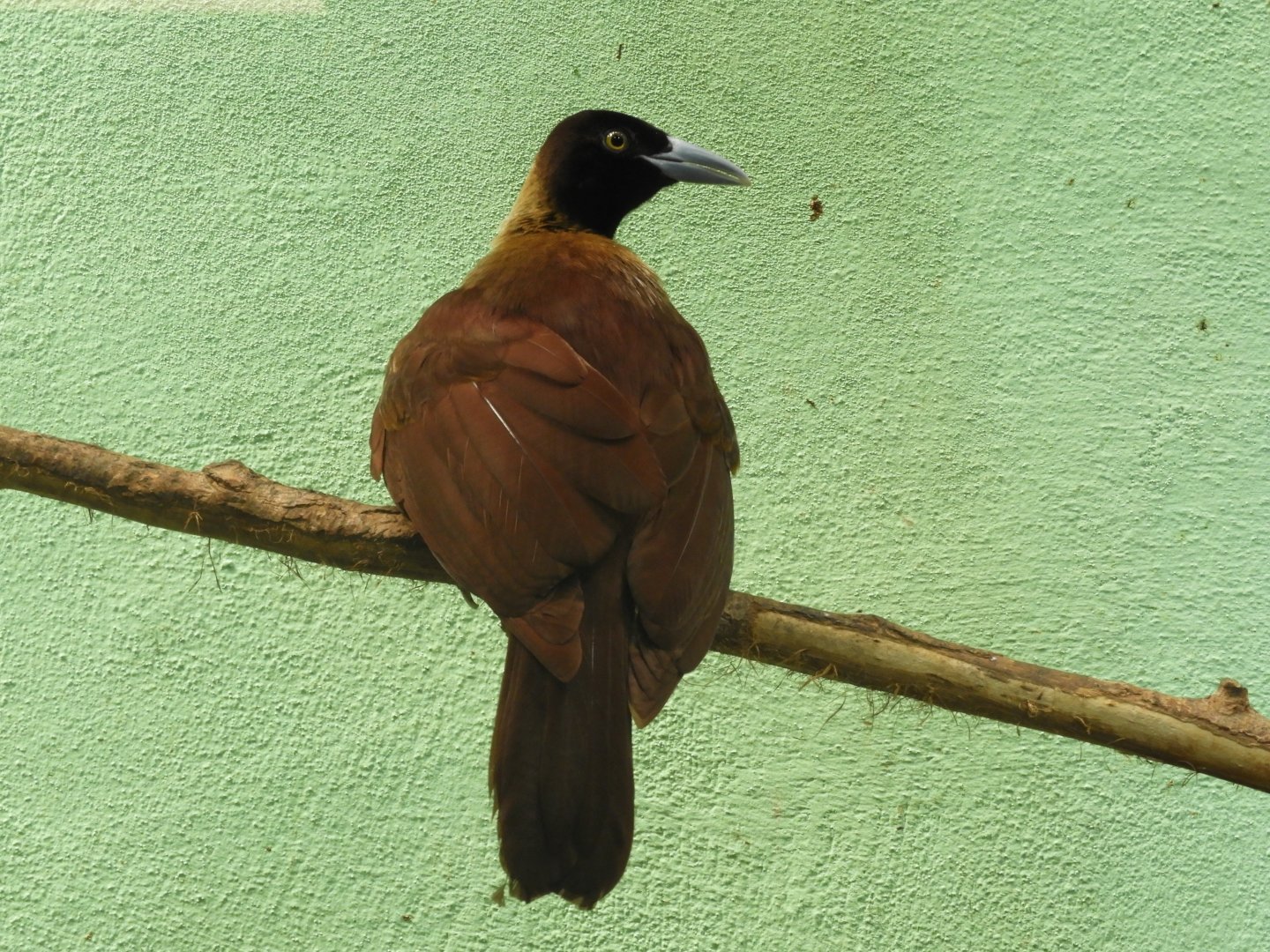 Lesser bird-of-paradise