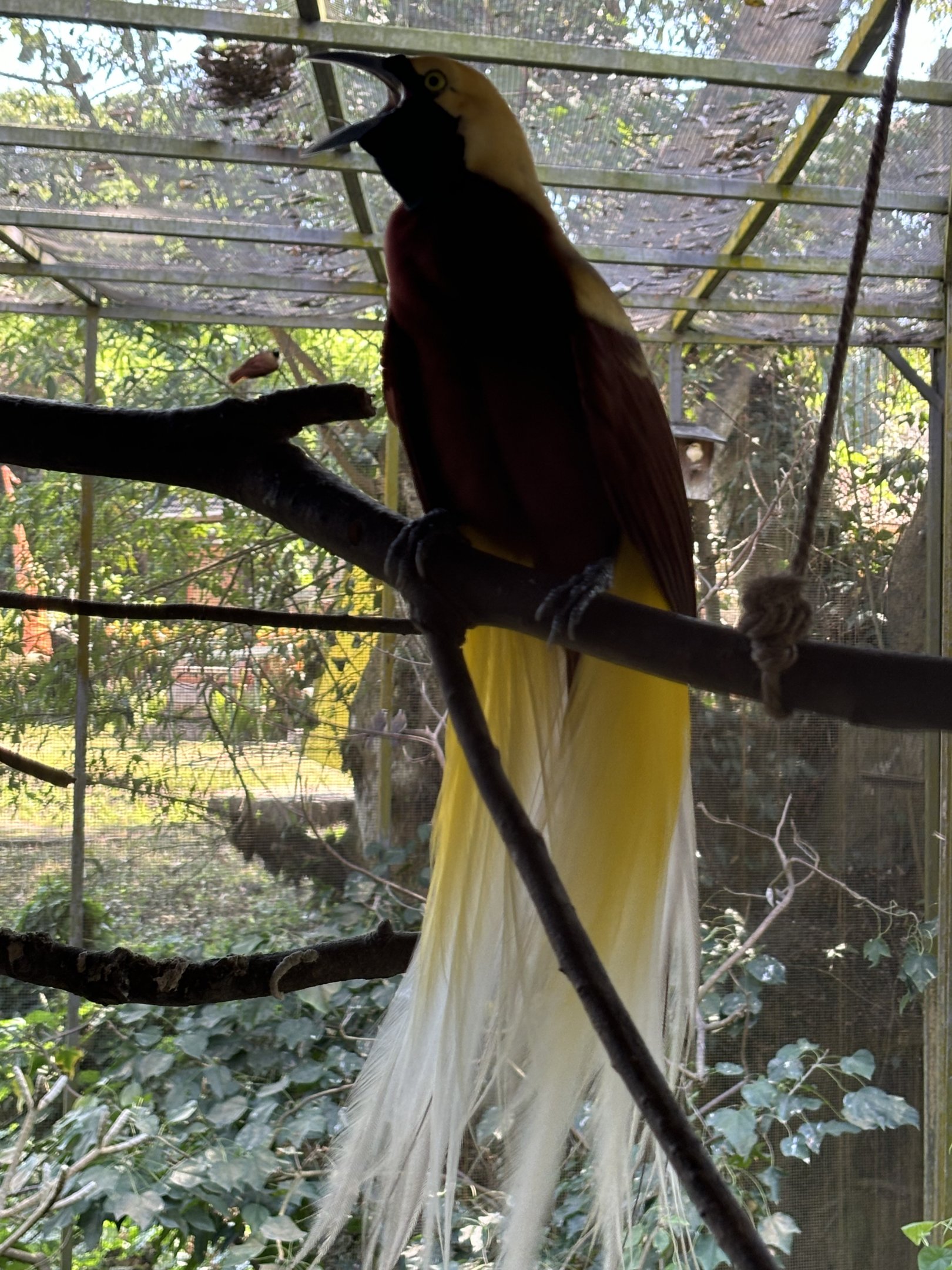 Lesser Bird of Paradise