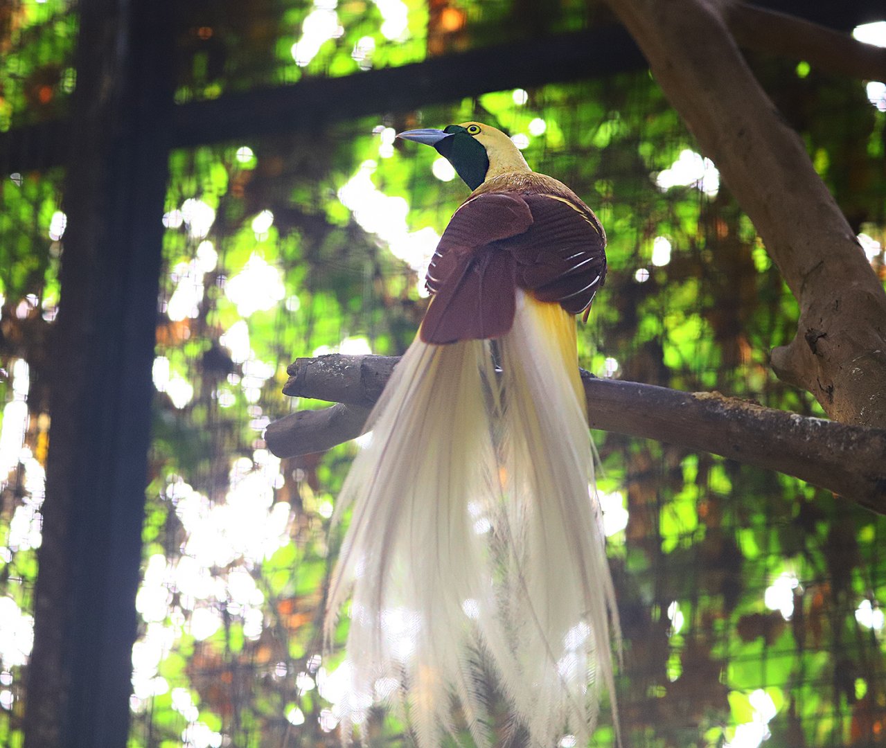 Lesser bird-of-paradise