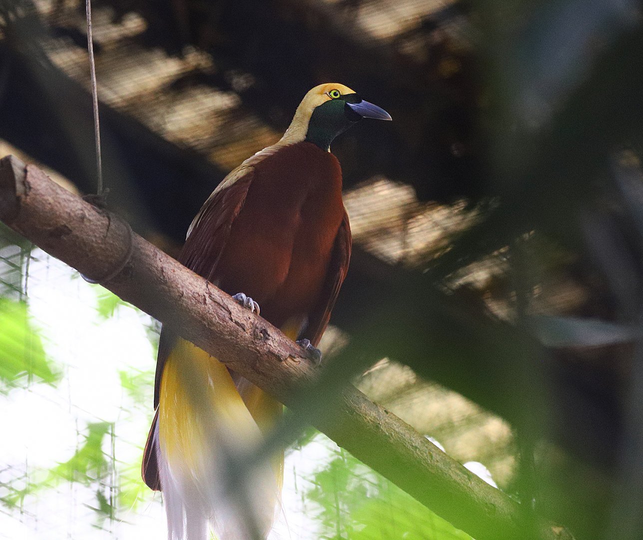 Lesser bird-of-paradise