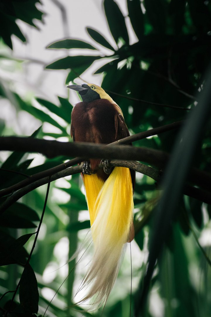 Lesser Bird of Paradise