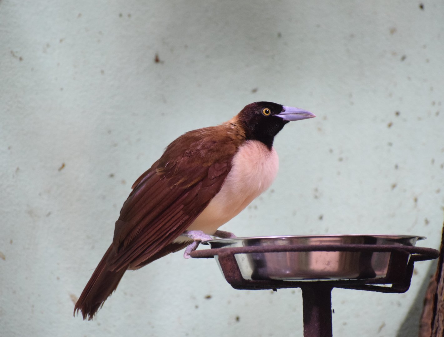 Lesser bird-of-paradise