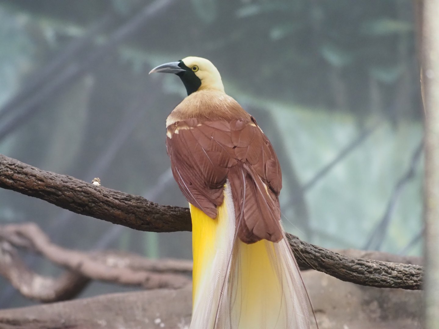 Lesser Bird-of-Paradise