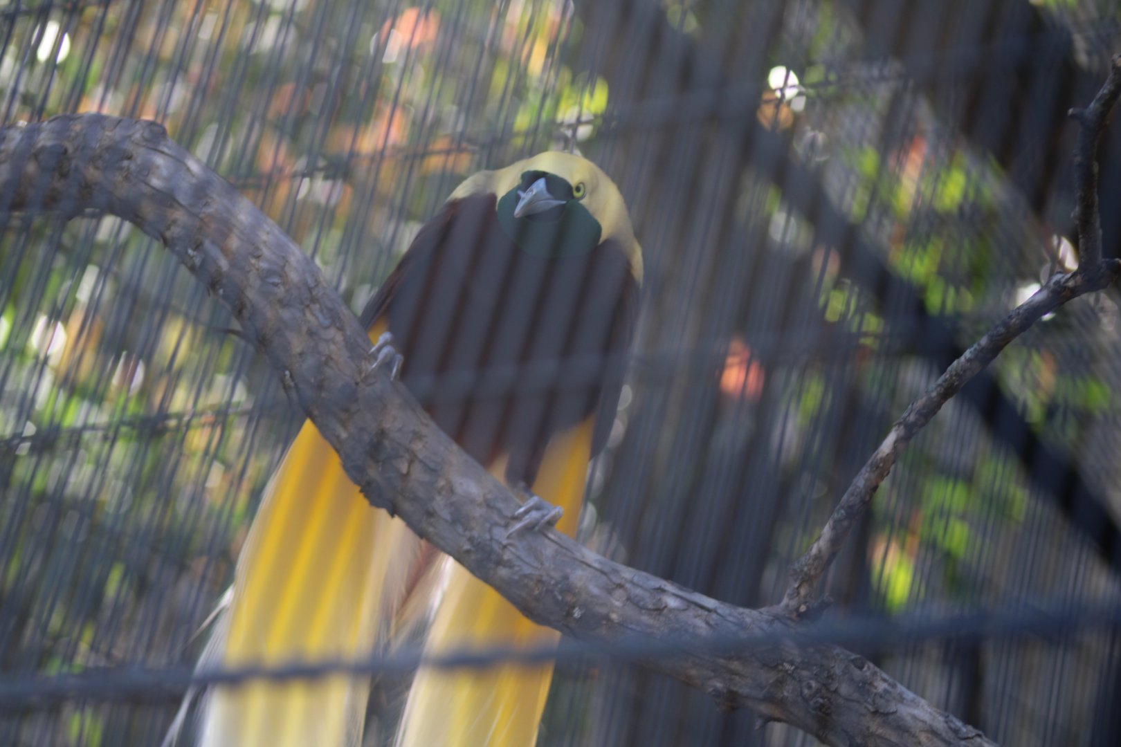 Lesser Bird of Paradise