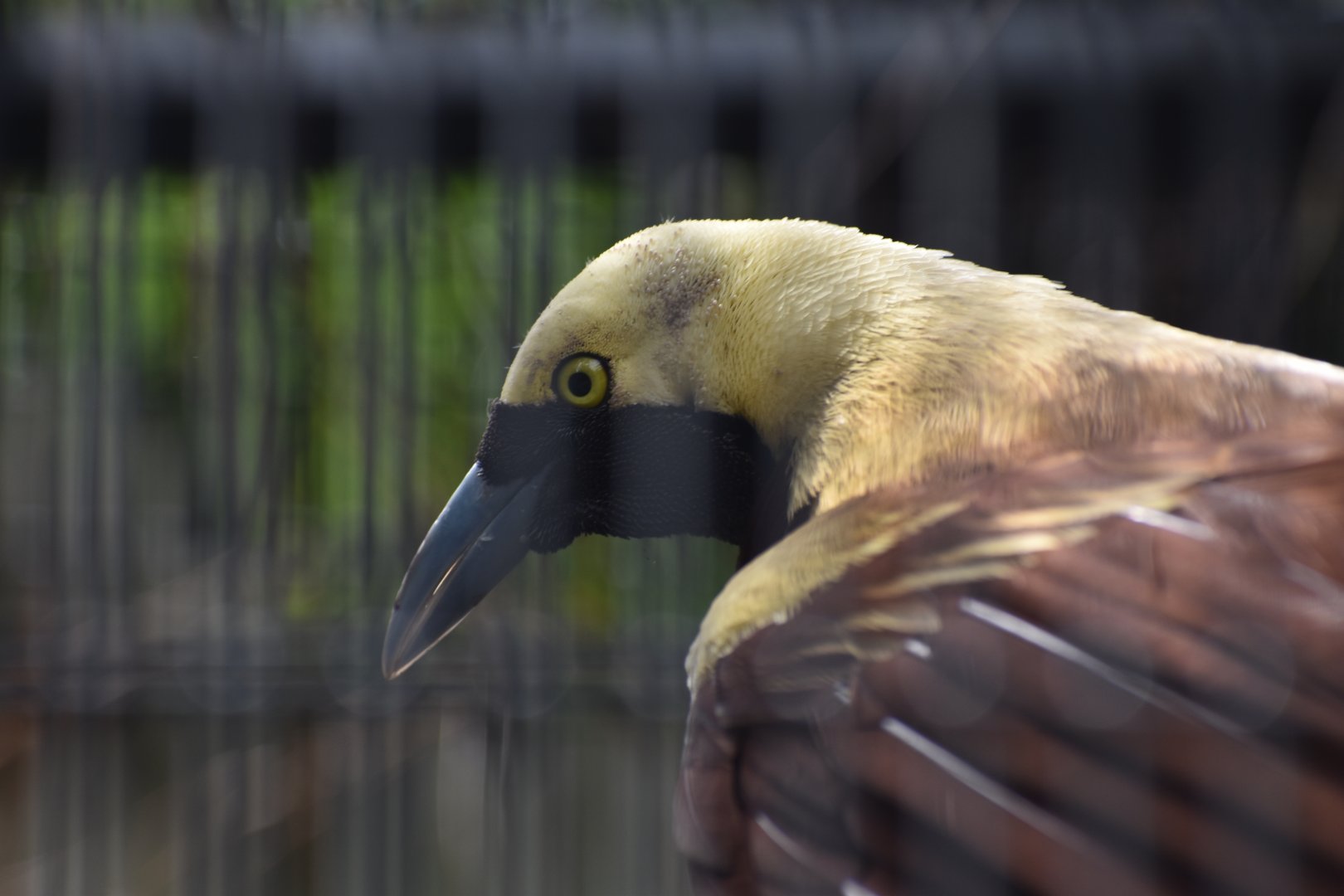 Lesser Bird of Paradise
