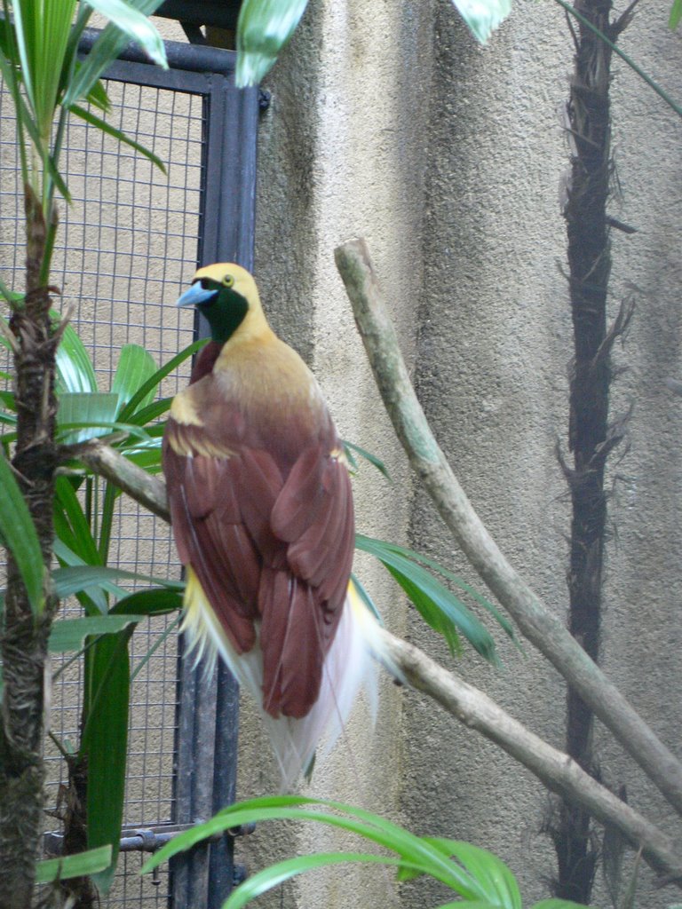 Lesser Bird of Paradise