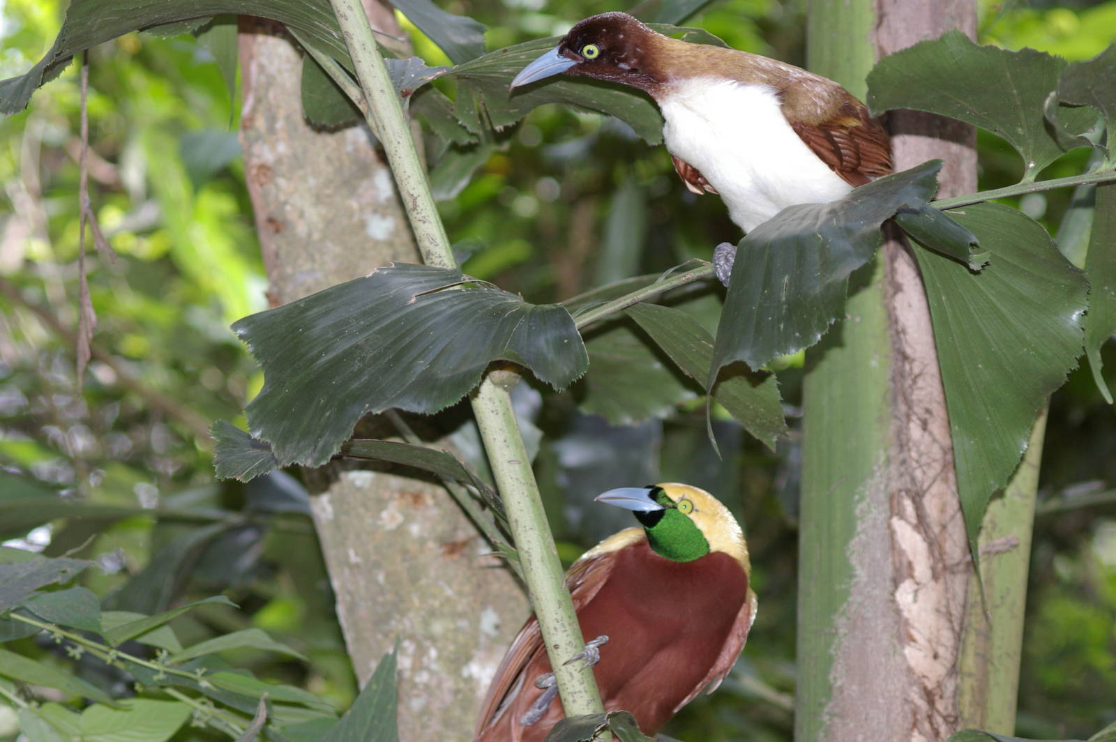 lesser birds of paradise (Paradisaea minor)