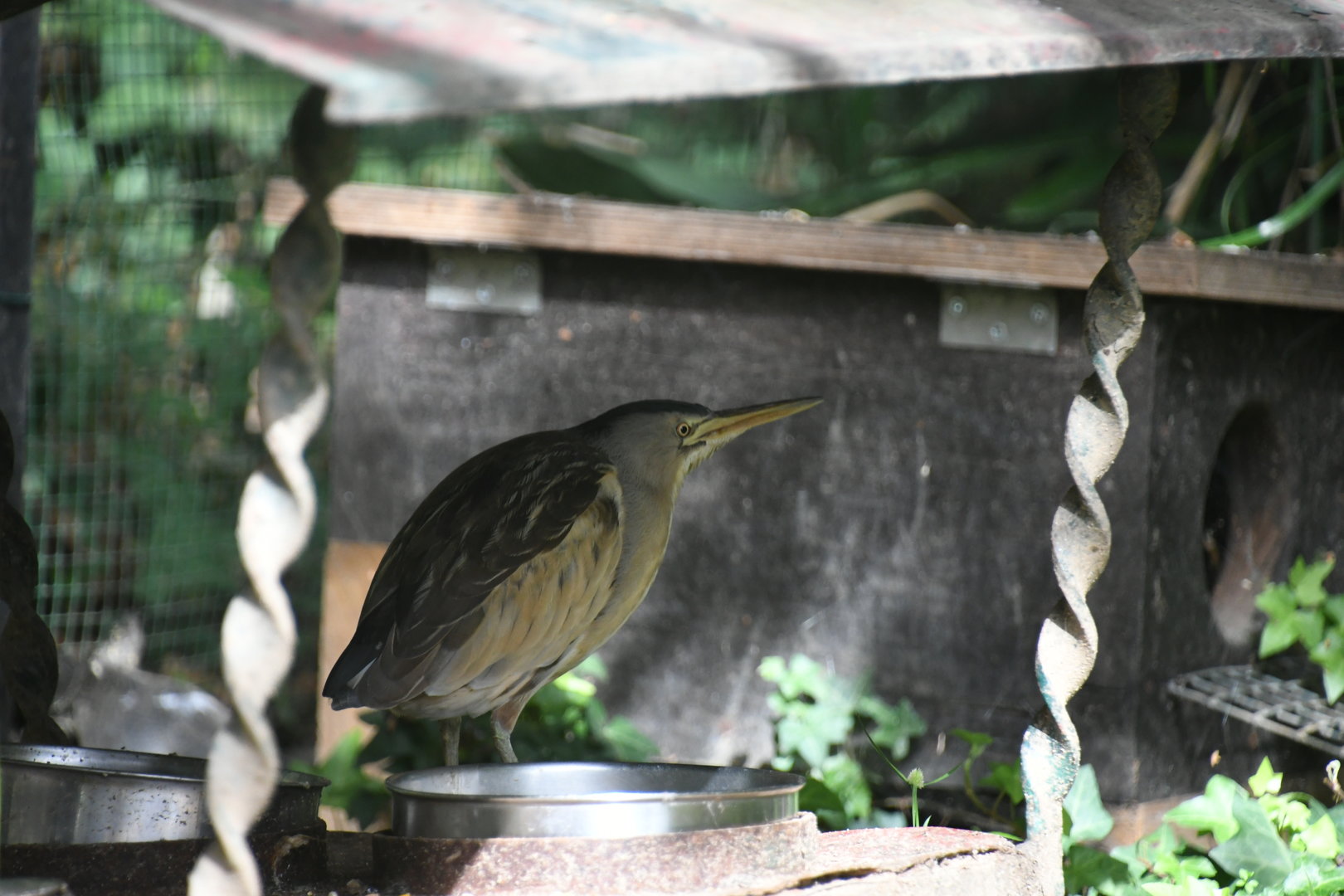 Lesser Bittern