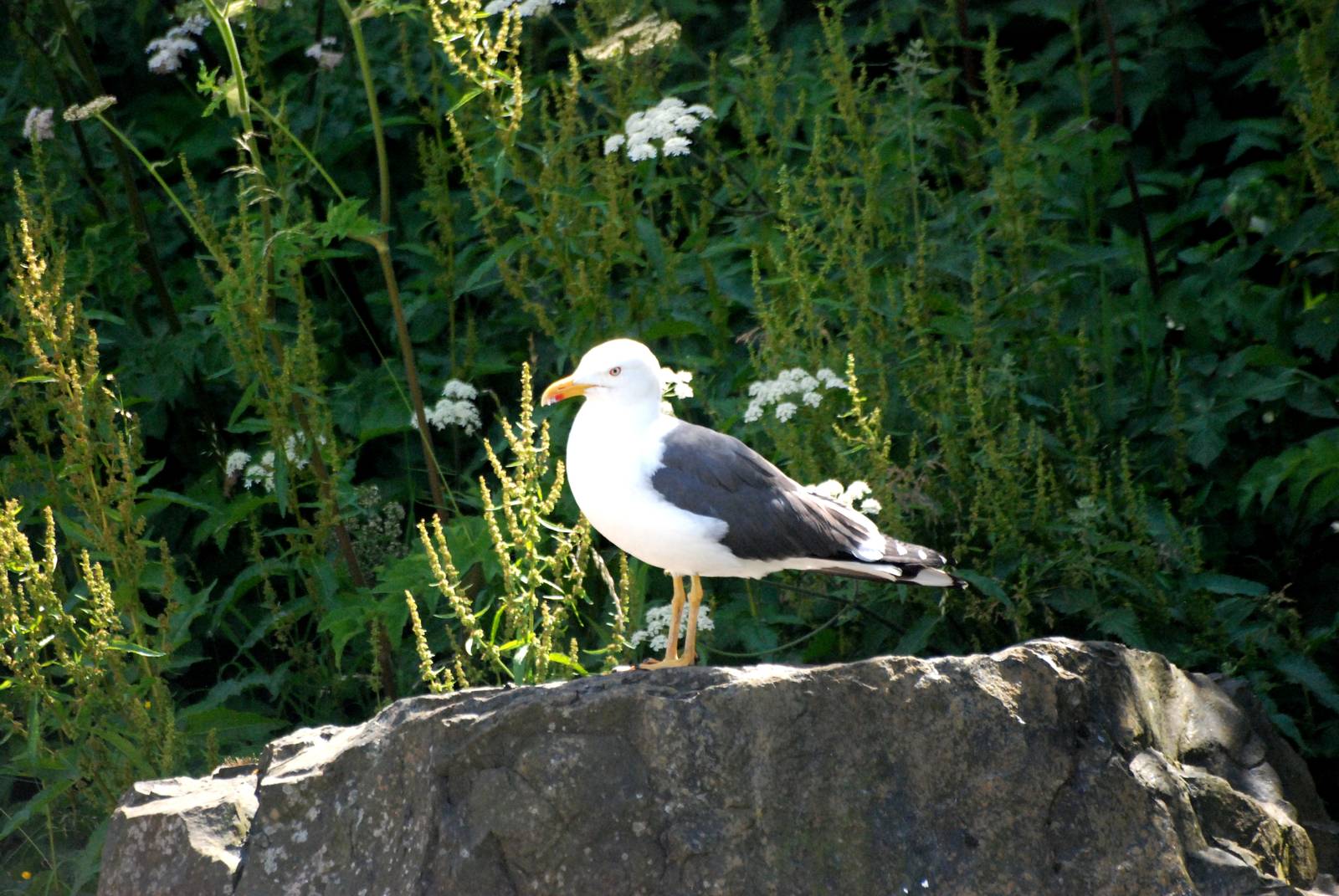Lesser Black-backed Gull at Dudley, 14/07/13