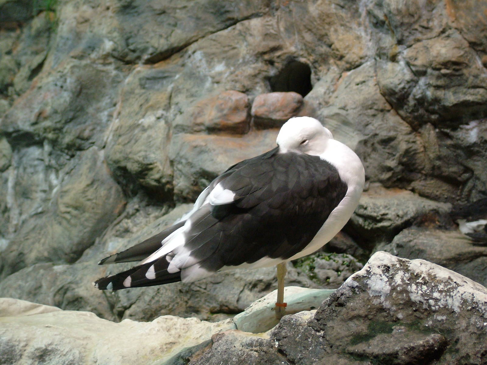 Lesser Black-backed Gull at Loro Parque, 08/11/10