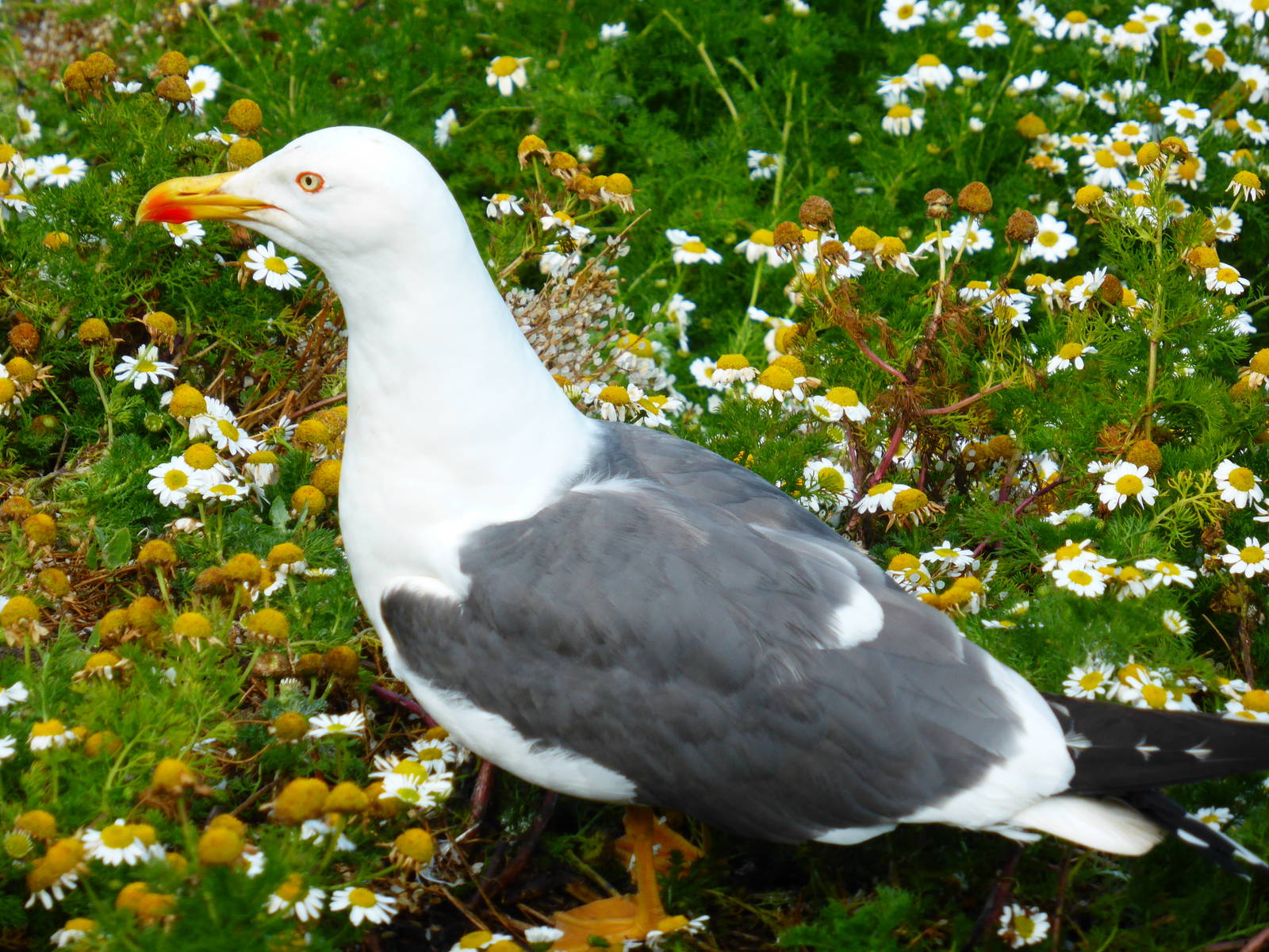 Lesser black-backed gull at South Stack , Anglesey , North Wales .