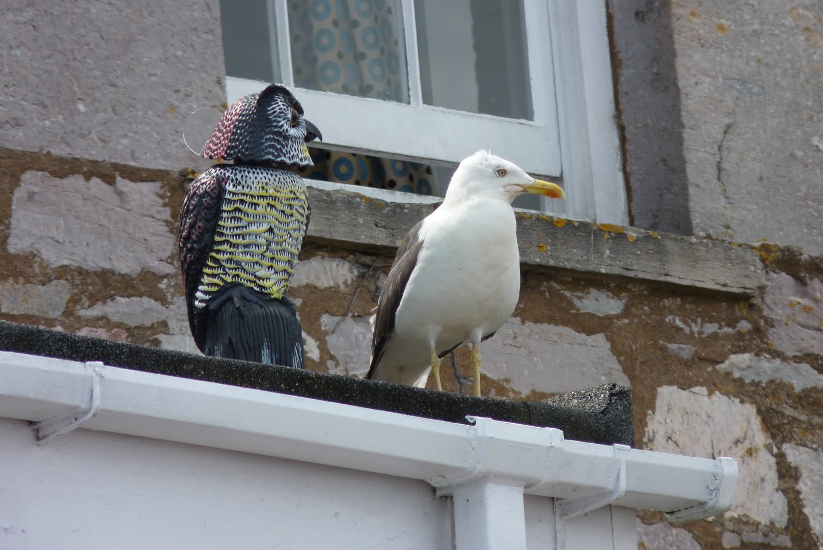 Lesser black-backed gull, July 2017