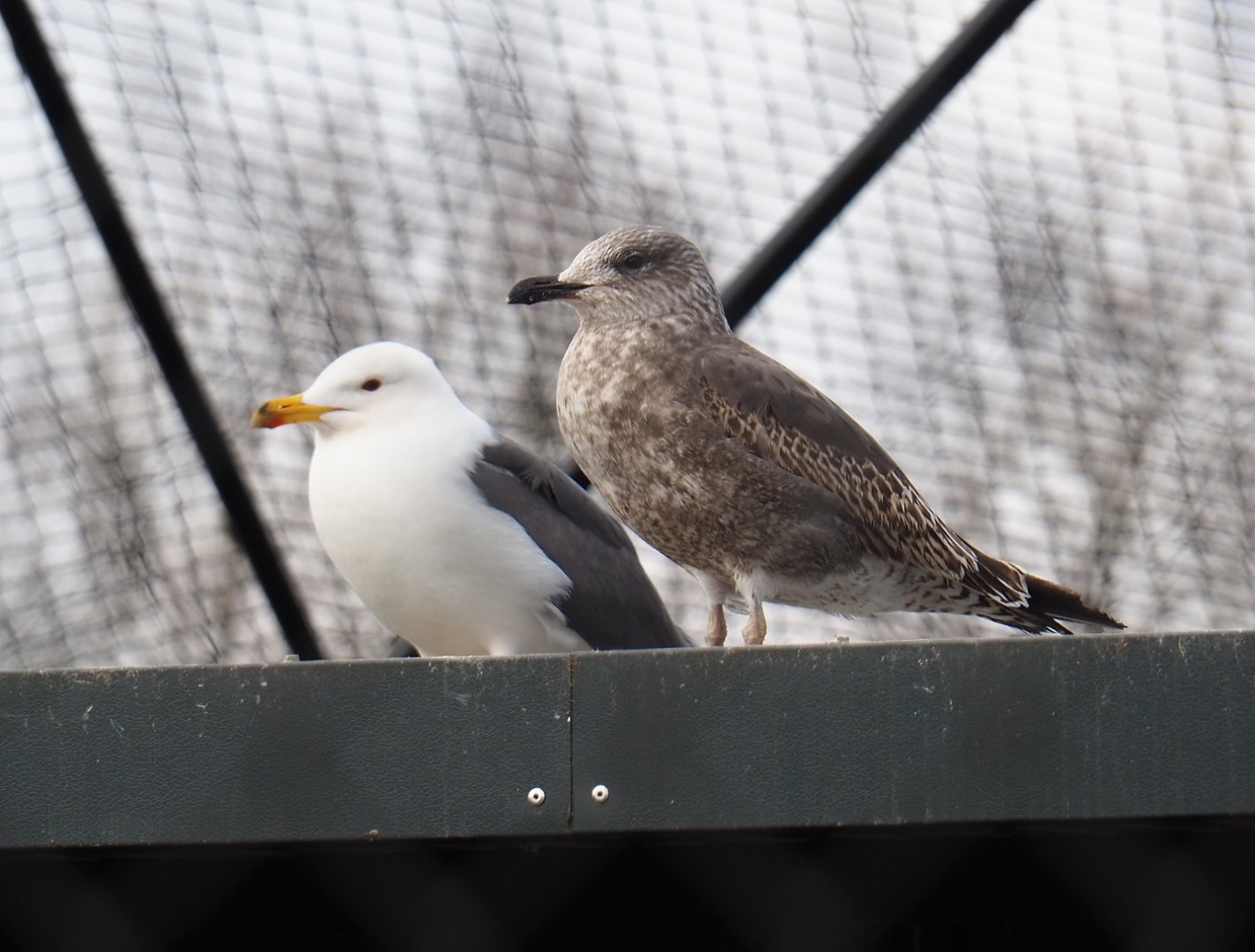Lesser black-backed gull (Larus fuscus), 2019-04-06