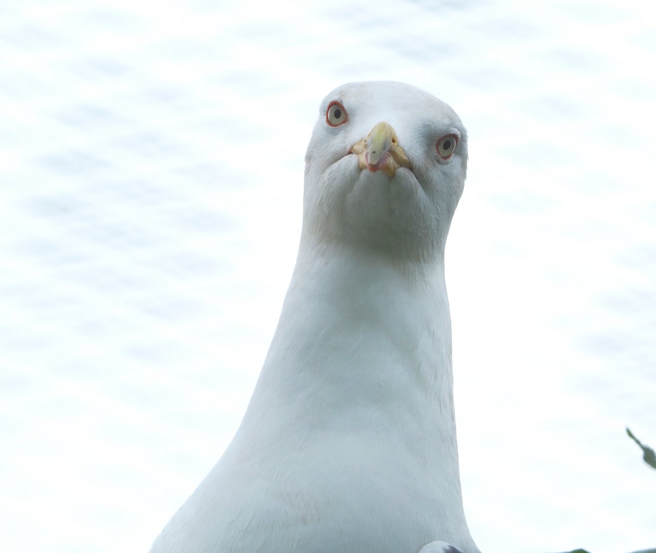 Lesser black-backed gull (Larus fuscus), 2022-05-17