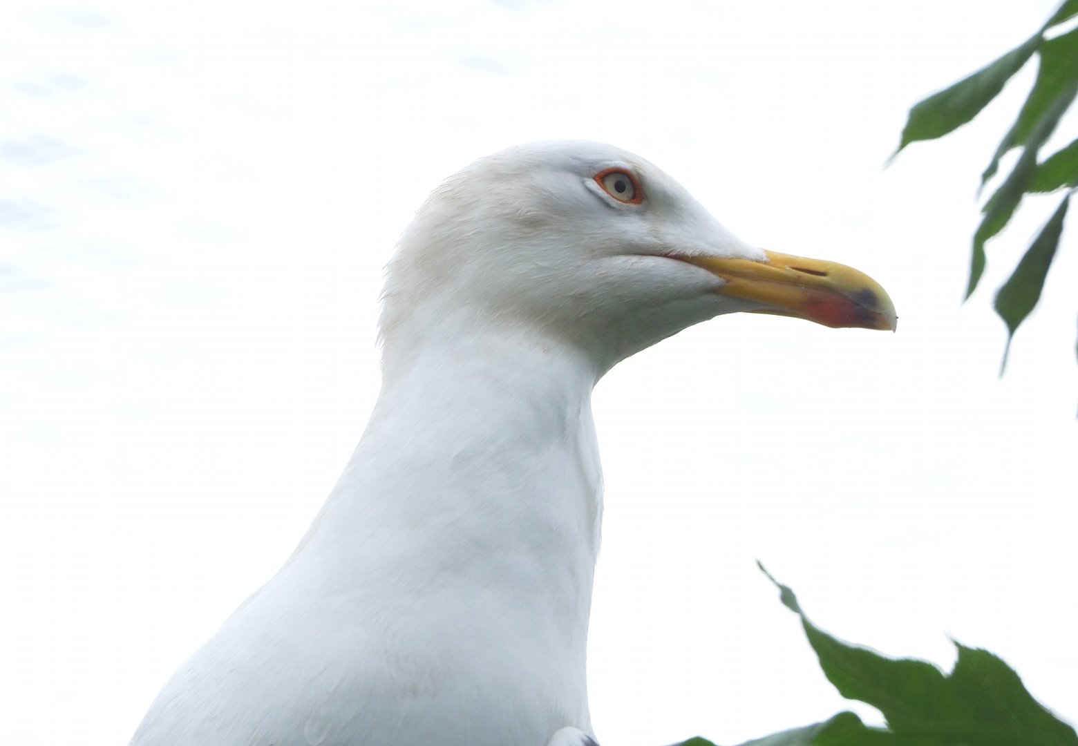 Lesser black-backed gull (Larus fuscus), 2022-05-17
