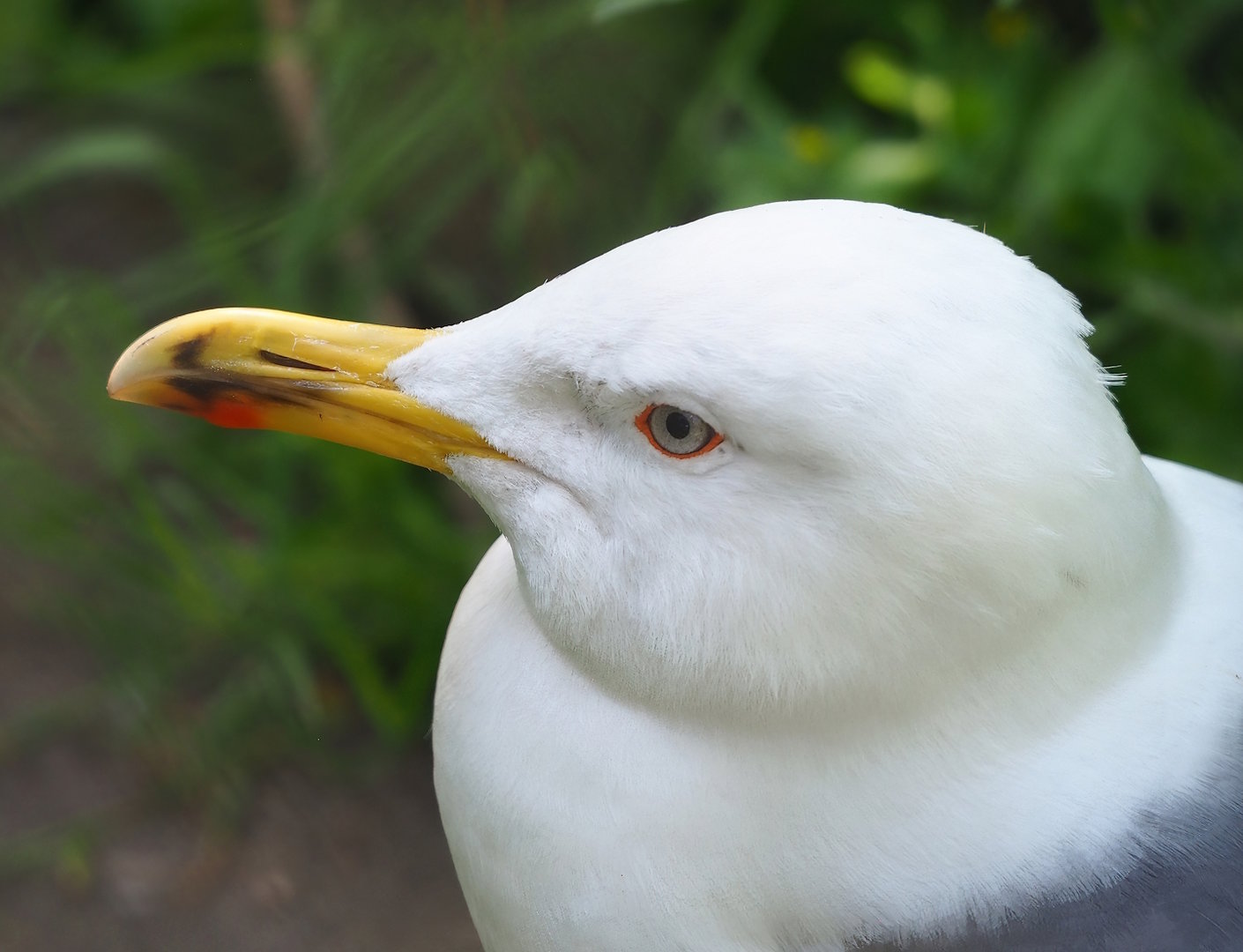 Lesser black-backed gull (Larus fuscus), 2023-05-31