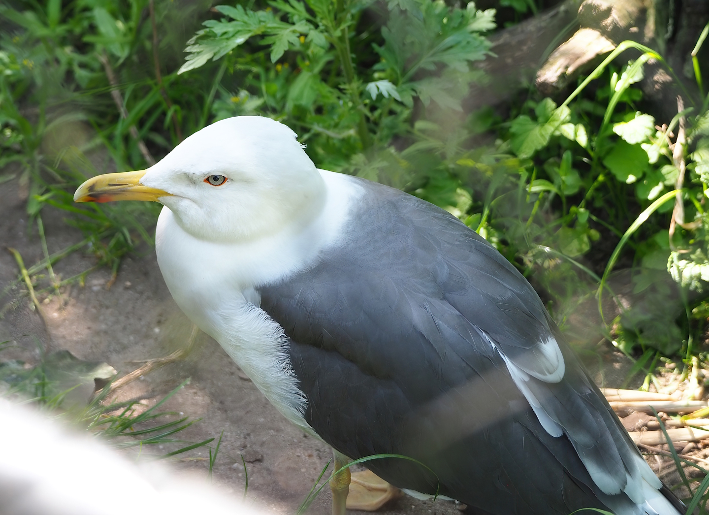 Lesser black-backed gull (Larus fuscus), 2023-05-31