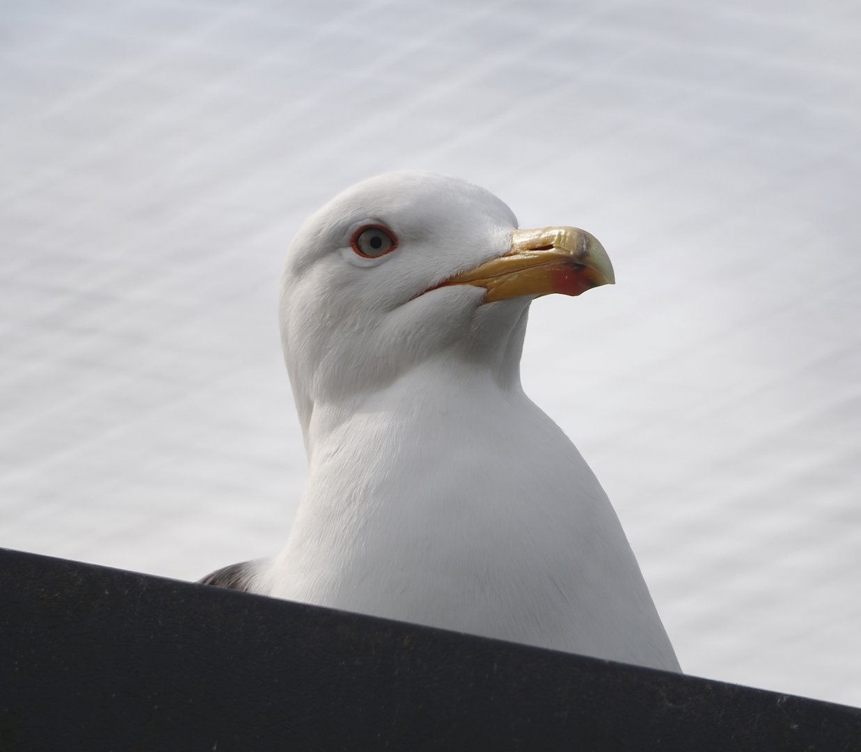 Lesser black-backed gull (Larus fuscus), 2024-04-14