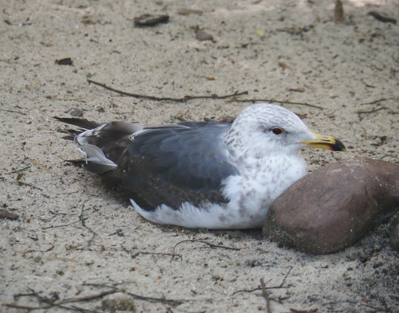 Lesser black-backed gull (Larus fuscus), 2024-05-21