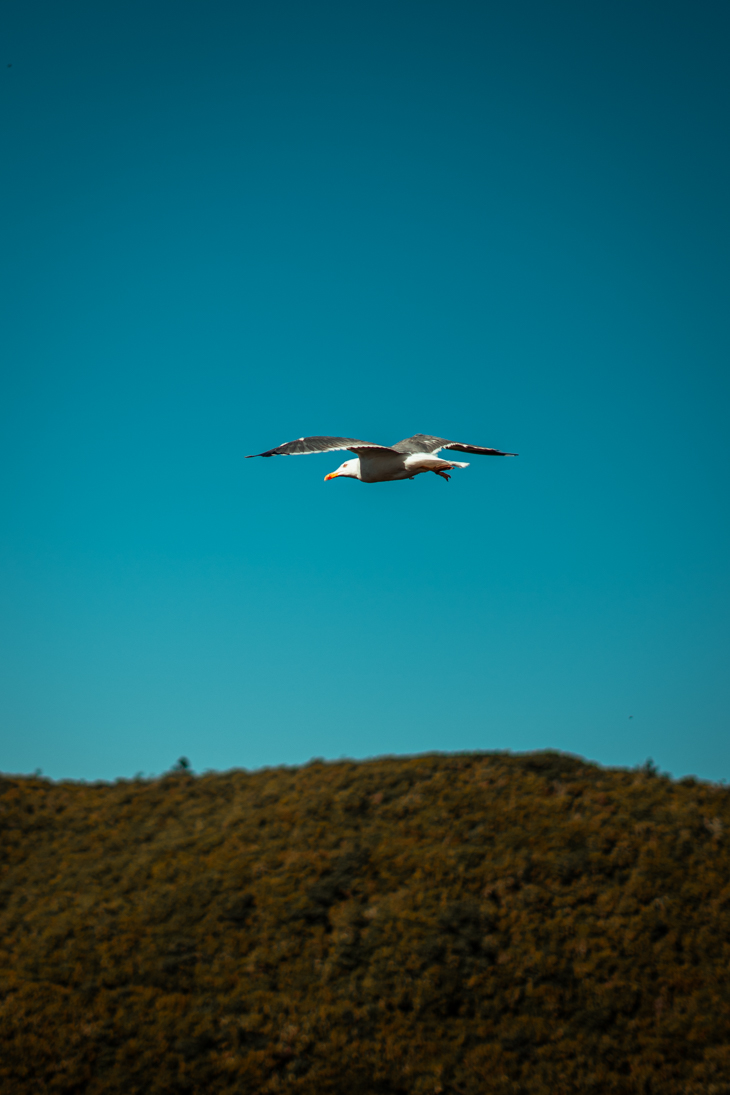 Lesser Black-backed Gull (Larus fuscus) - Madeira