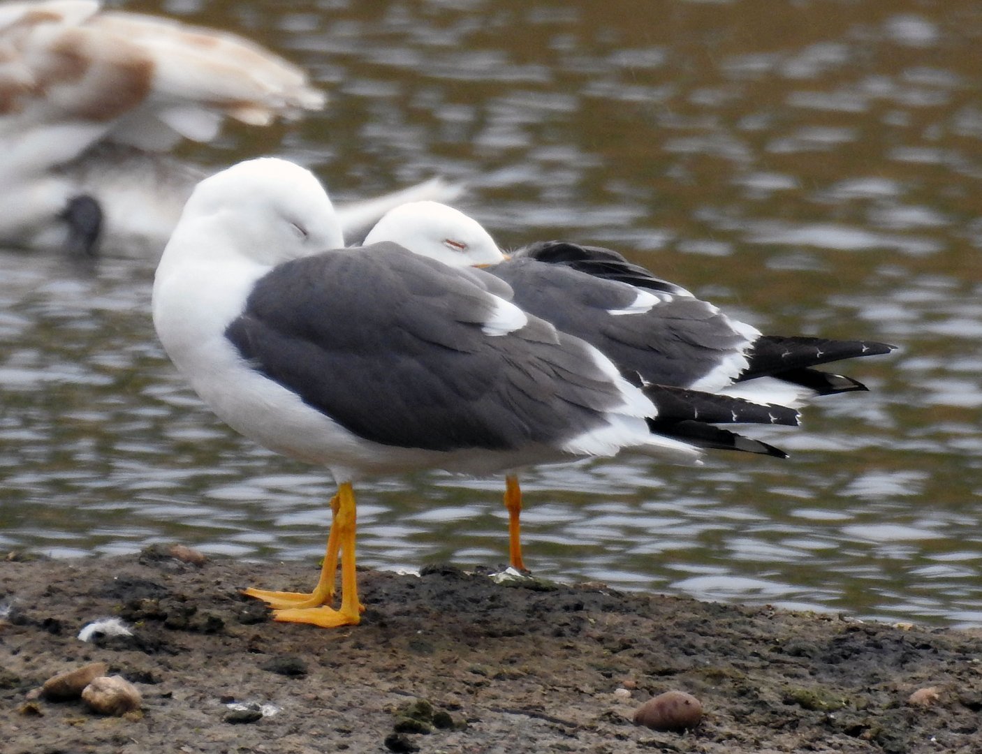 Lesser Black Backed Gull - Larus fuscus