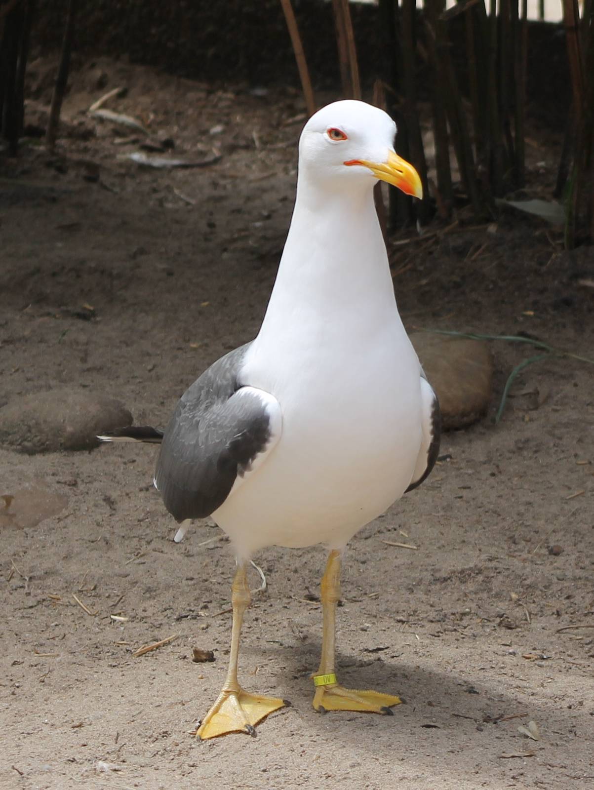 Lesser black-backed gull