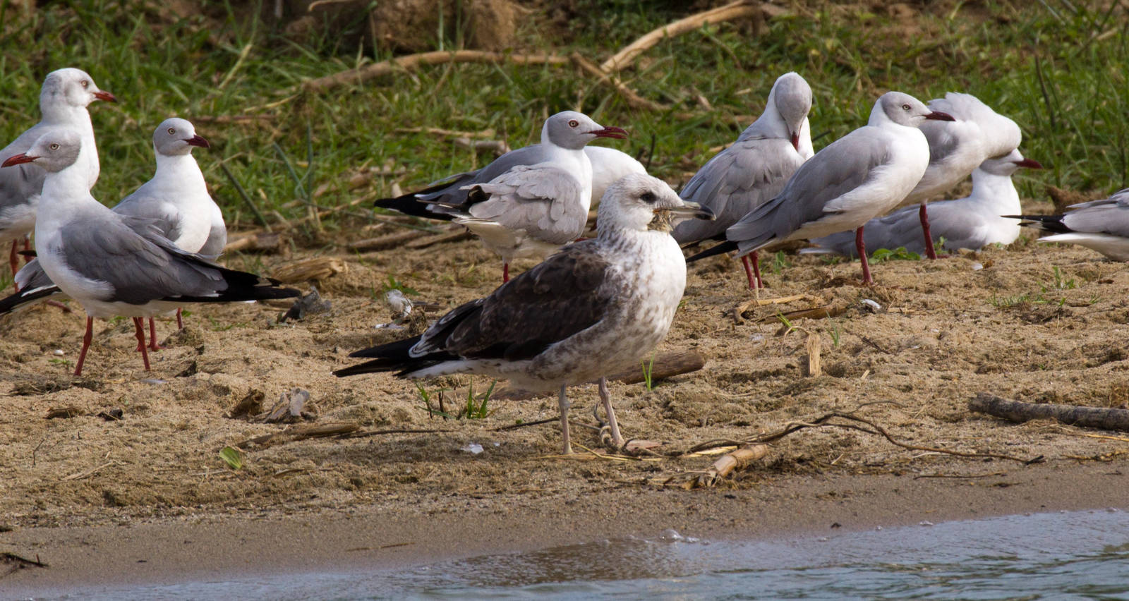 Lesser Black-backed Gull