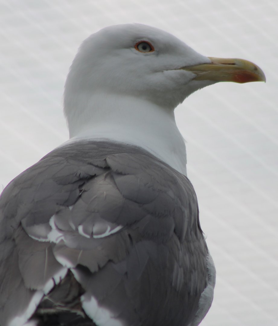 Lesser black-backed gull