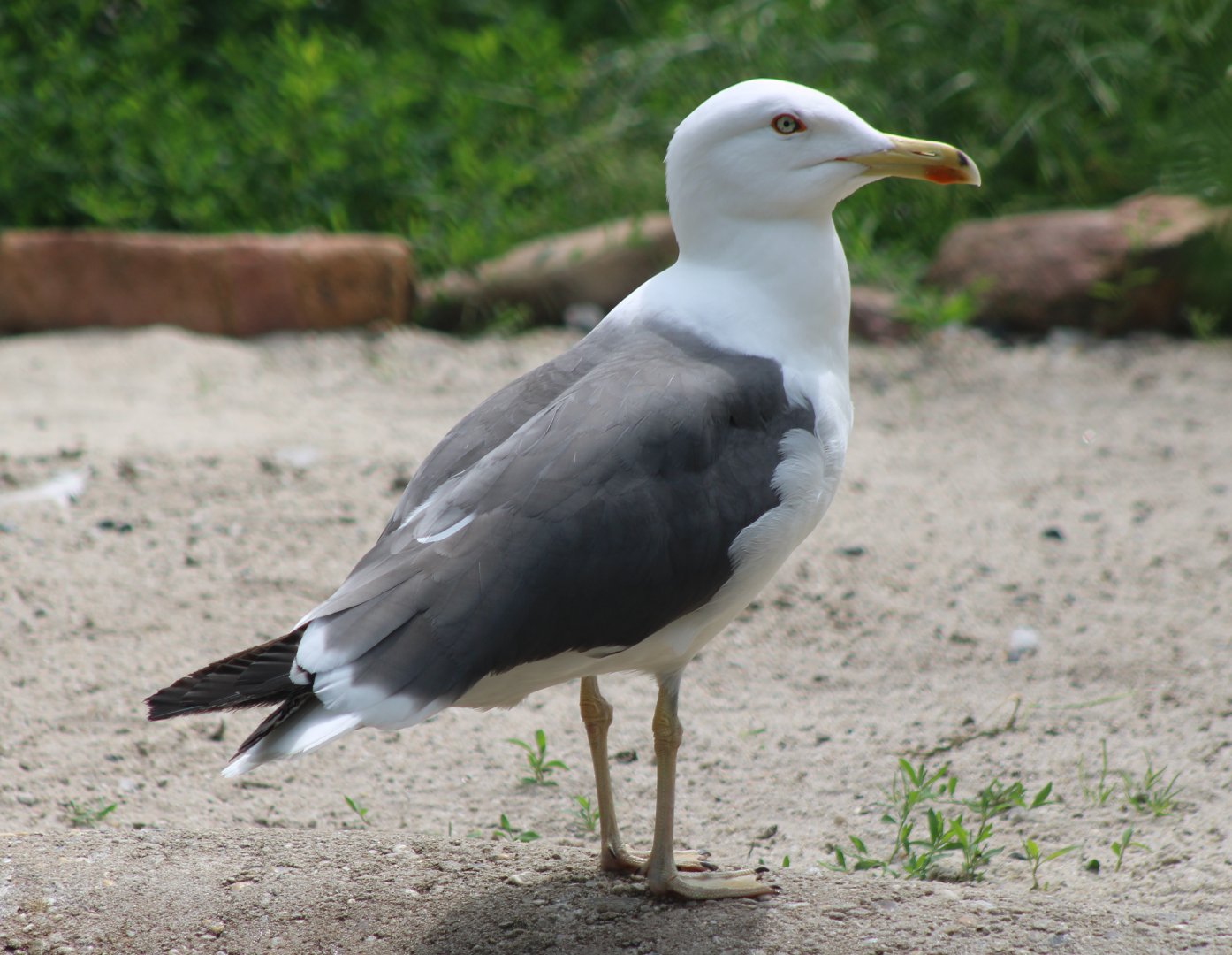 Lesser black-backed gull