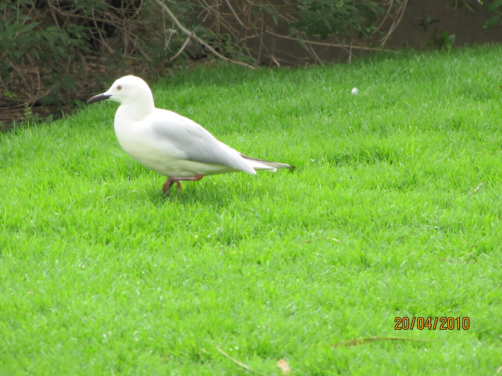 lesser black-backed gull