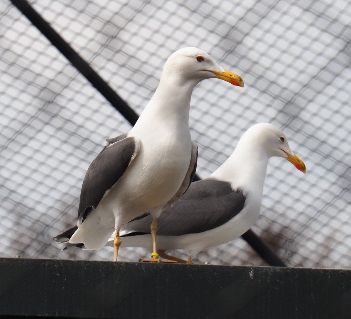 Lesser black-backed gulls (Larus fuscus), 2019-04-06