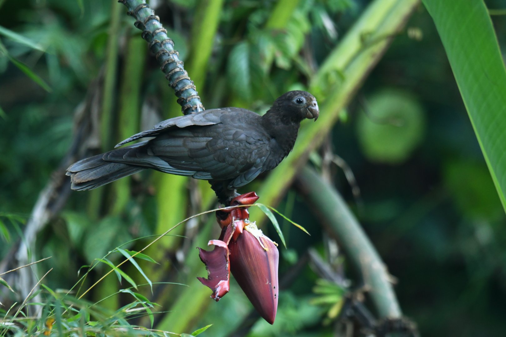 Lesser Black Parrot Coracopsis nigra