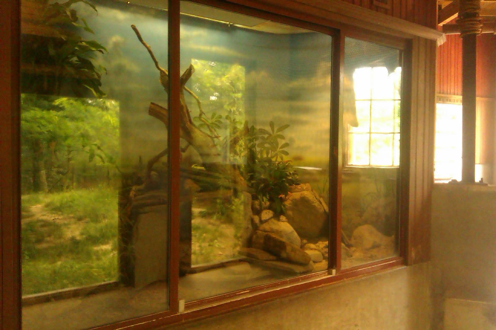 Lesser Black Plated Lizard Exhibit