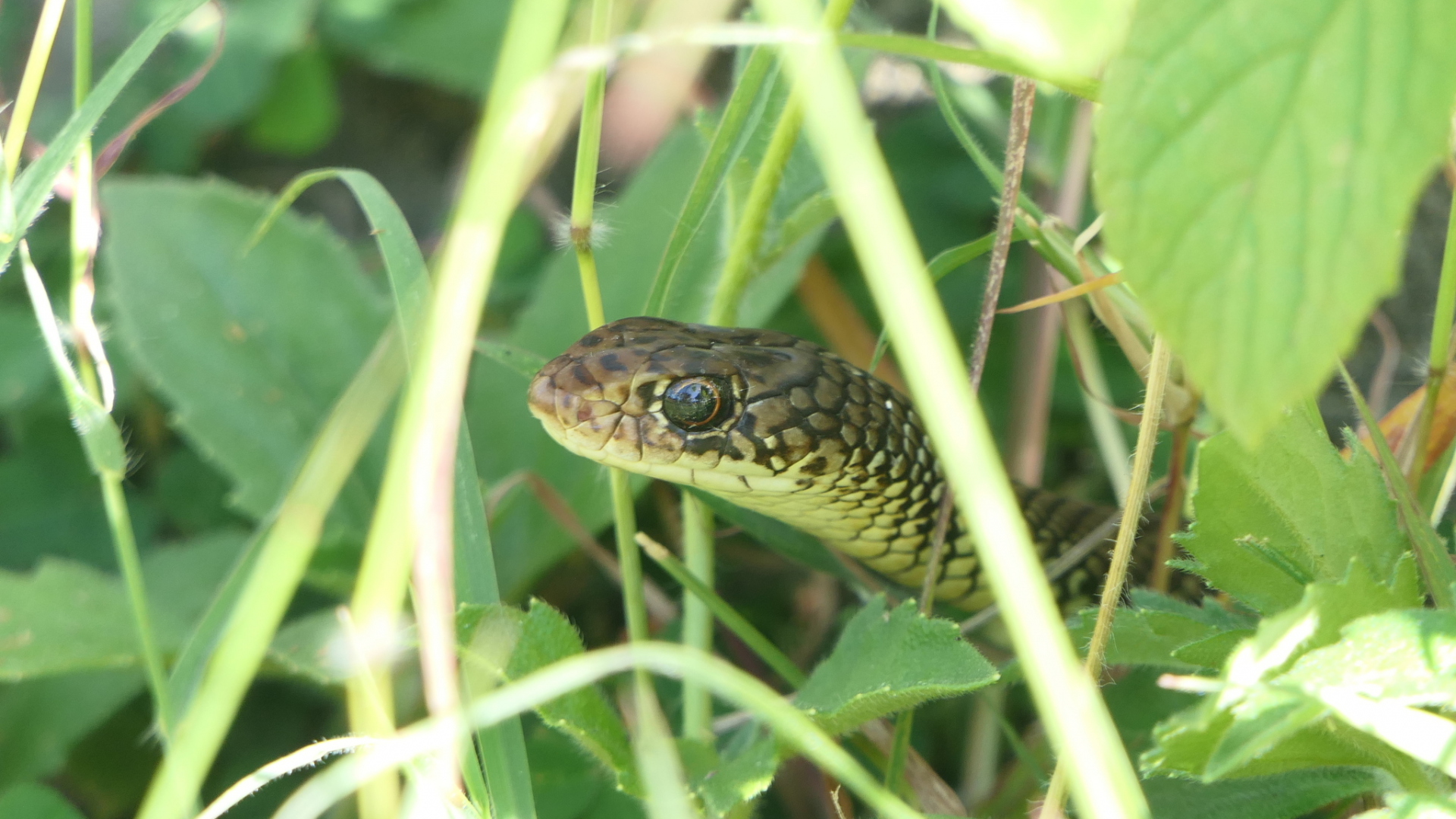 Lesser Black Whipsnake (Demansia vestigata)
