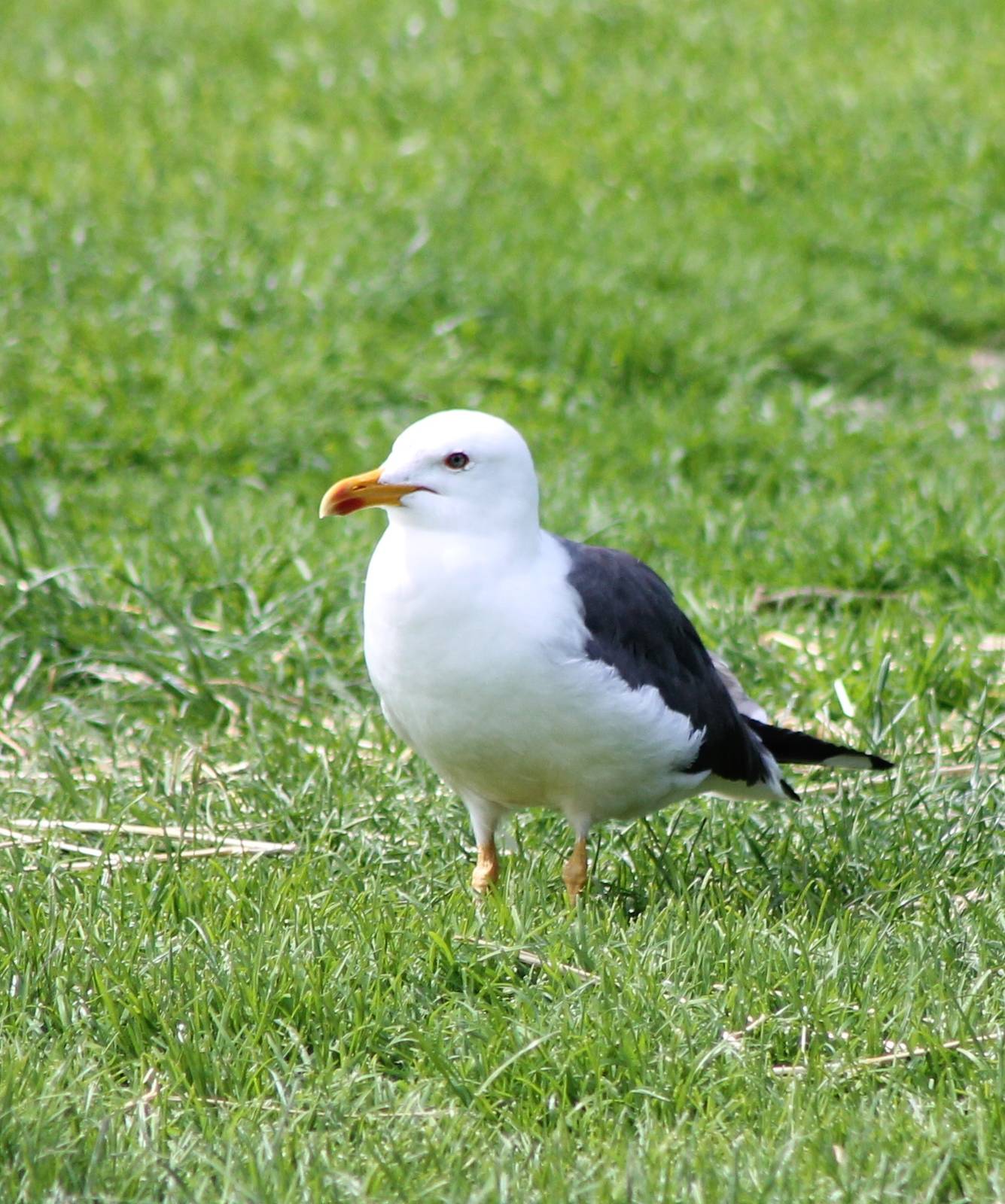 Lesser blackback gull