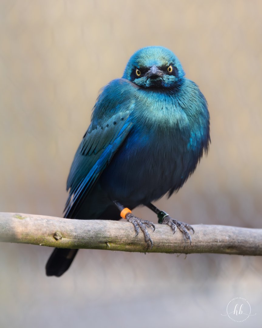 Lesser Blue-eared Glossy Starling / Hamerton / 22-1-25