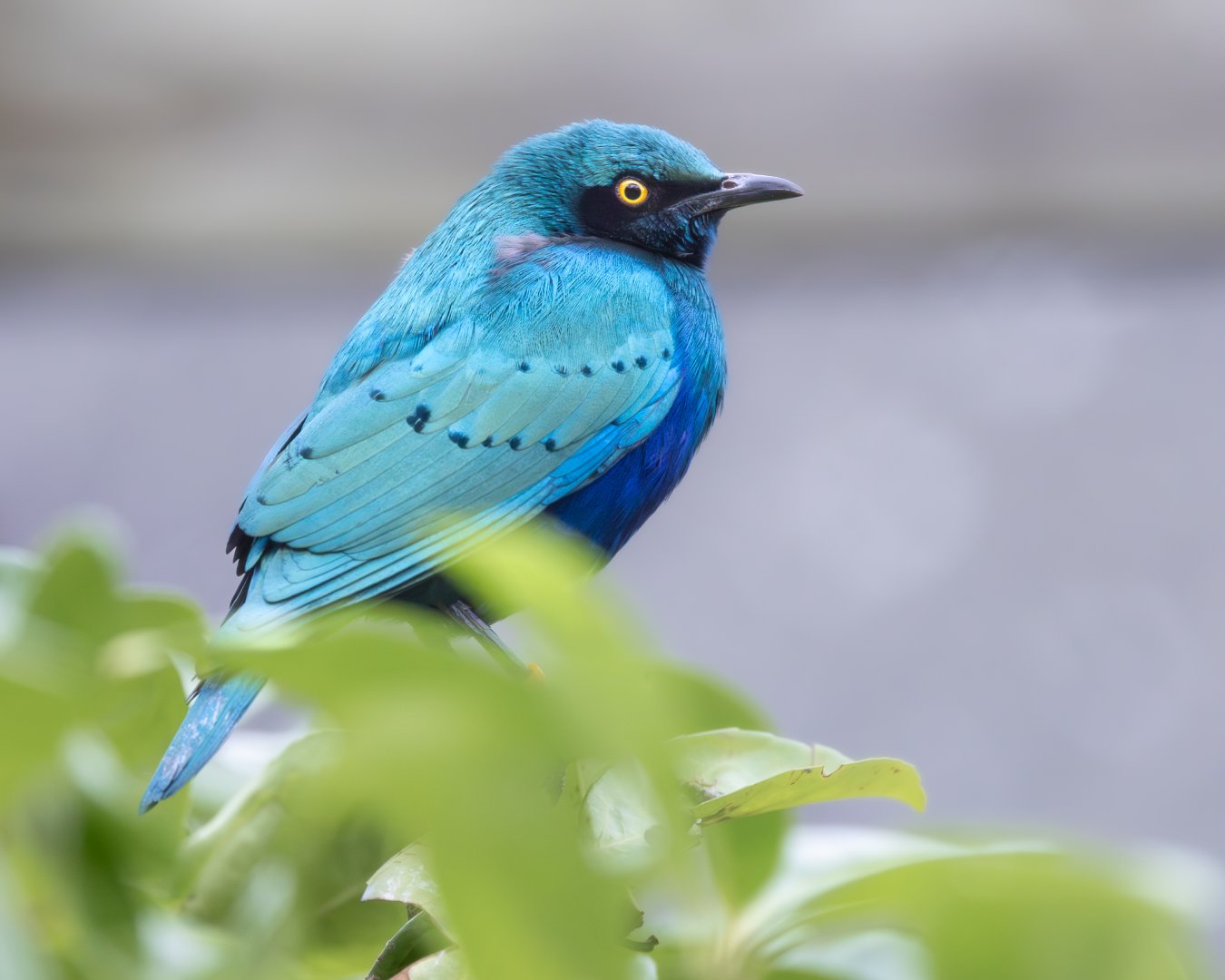 Lesser Blue-eared Glossy Starling / Hamerton / 23-12-24