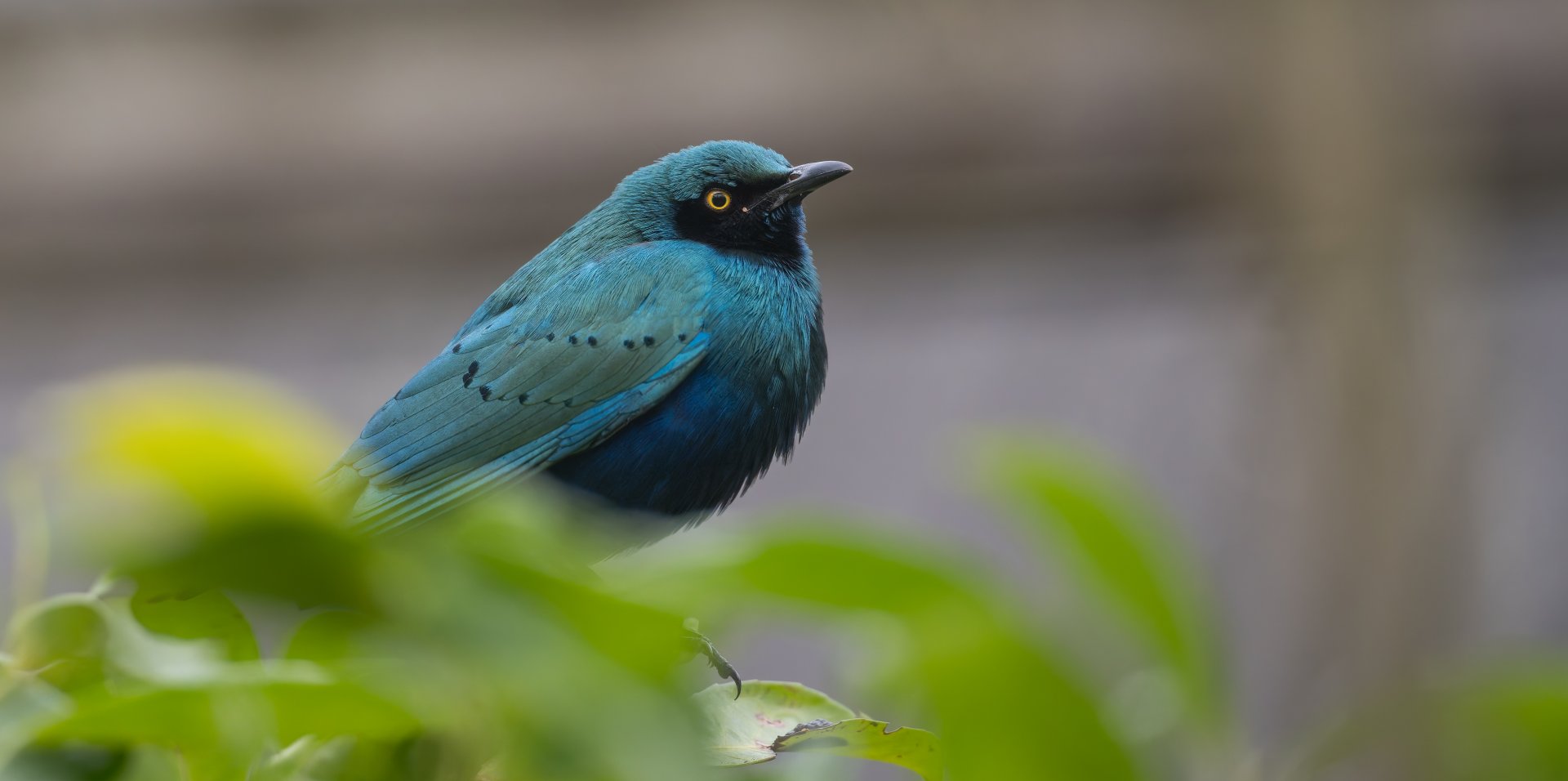Lesser Blue-eared Glossy Starling, Hamerton, UK