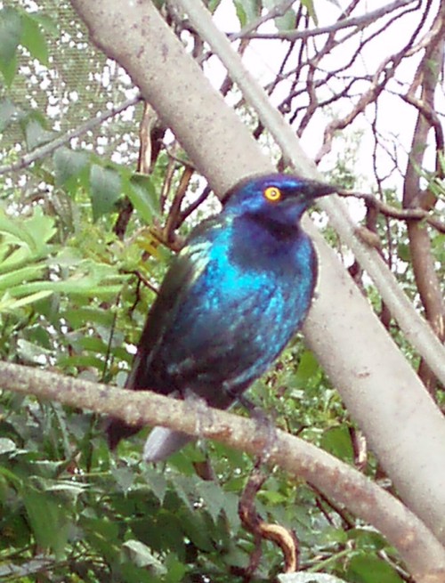 Lesser Blue-eared Glossy Starling (Lamprotornis chloropterus)