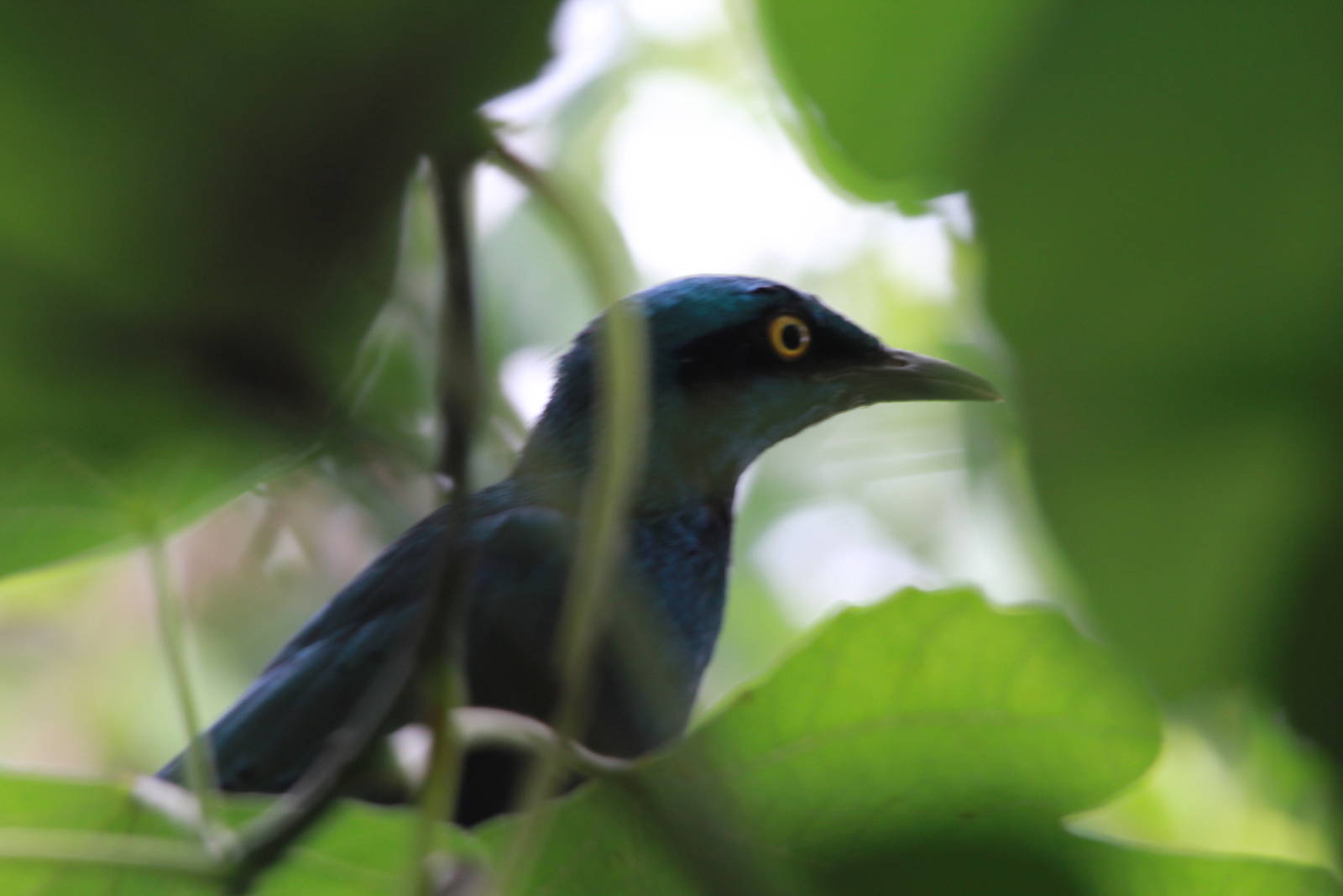 Lesser Blue-eared Glossy Starling