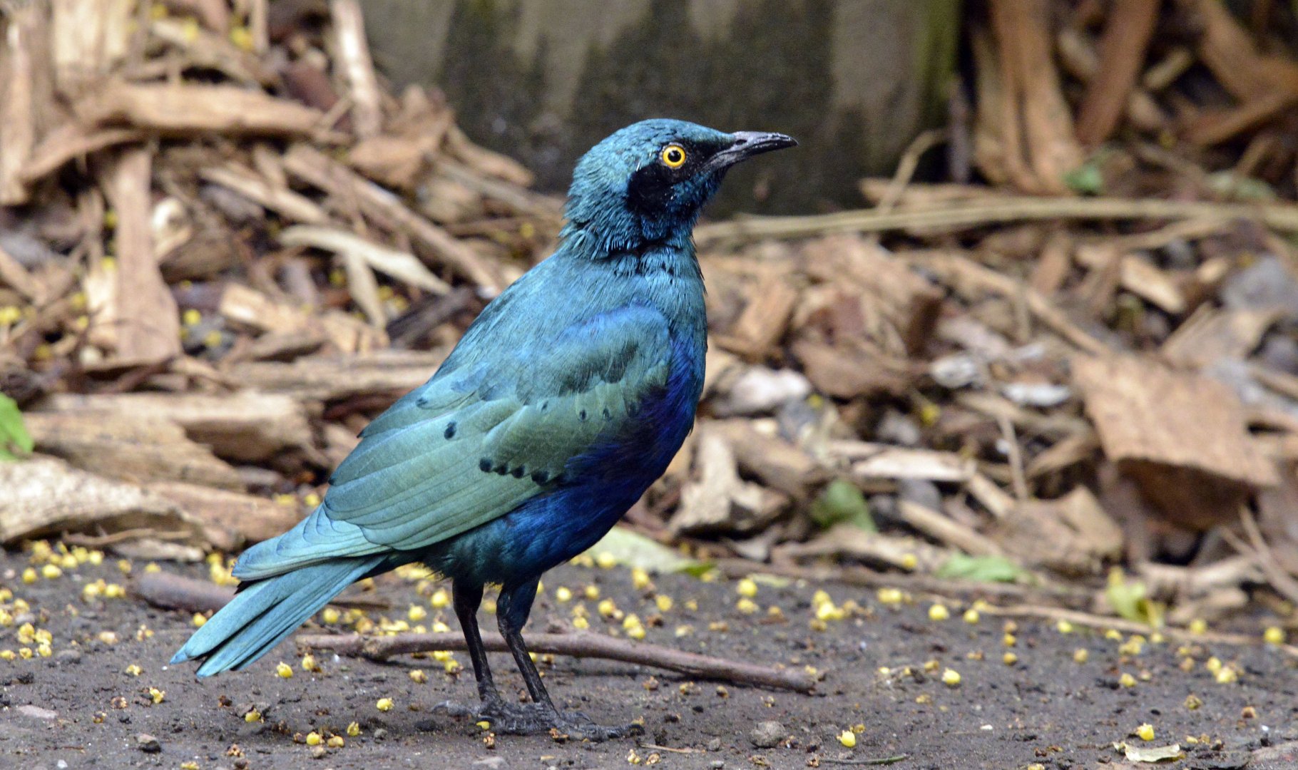 Lesser blue eared glossy starling