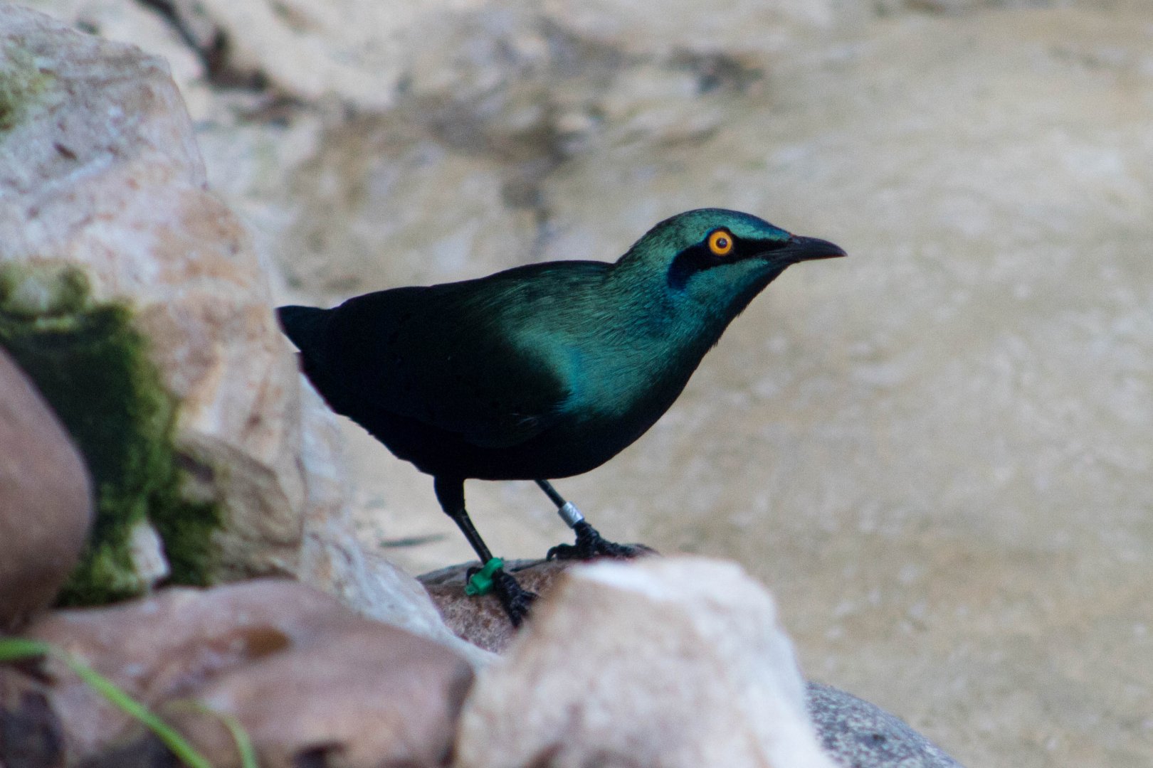 Lesser blue-eared glossy starling