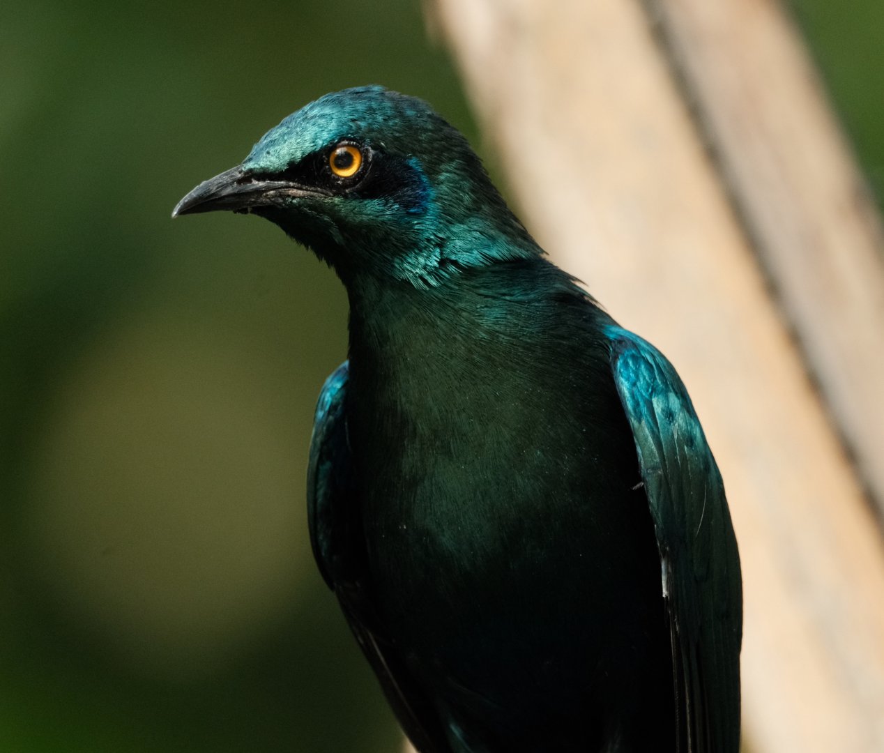 Lesser Blue-eared Starling (Lamprotornis chloropterus)