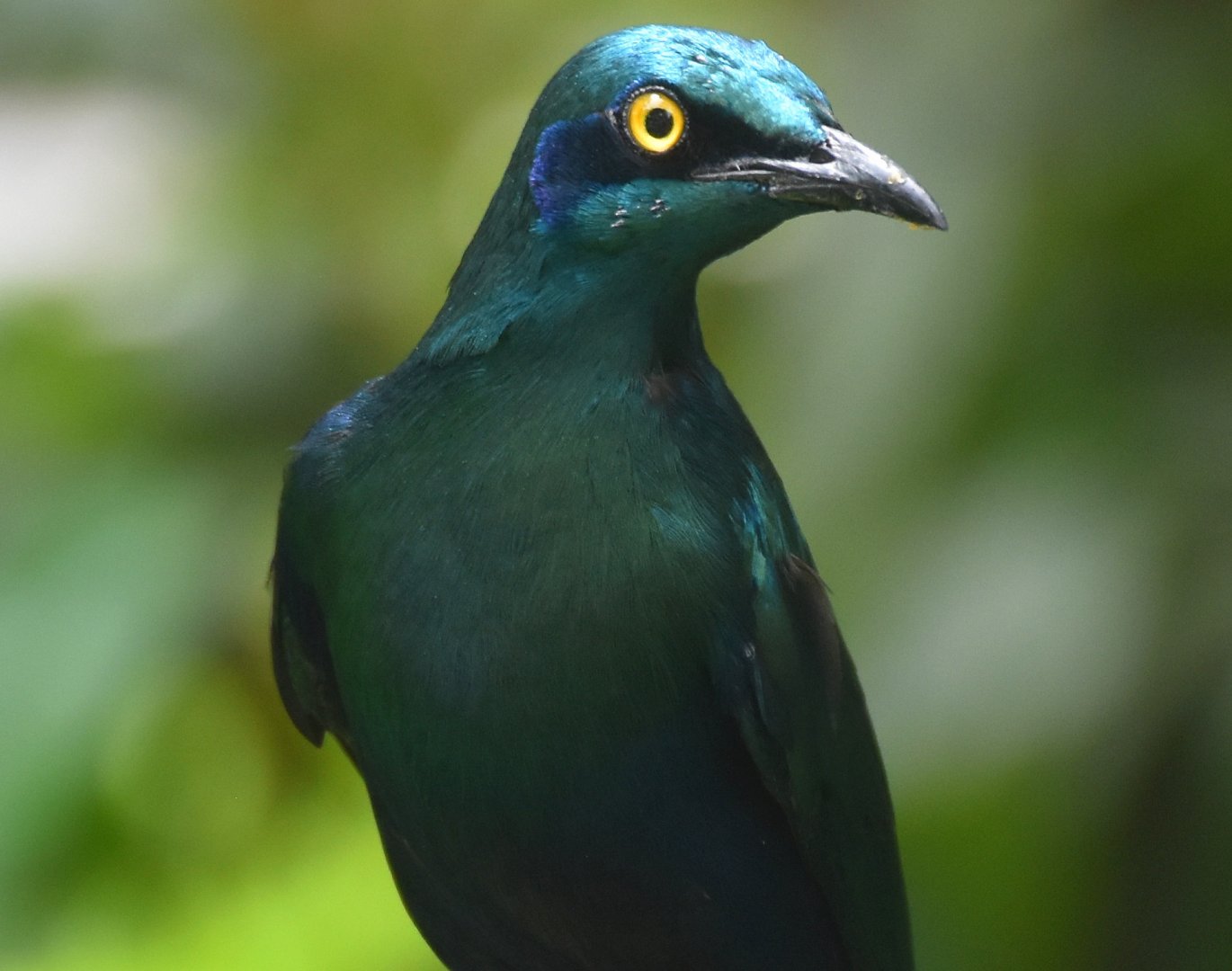 Lesser Blue-eared Starling (Lamprotornis chloropterus)